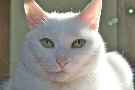 animal-biomimicry-computer-cat-brain