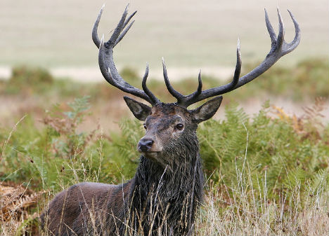 animal-biomimicry-deer-antler-strong-materials