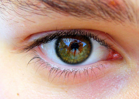 animal-biomimicry-human-eye-camera