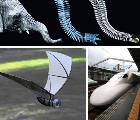 animal-biomimicry-main