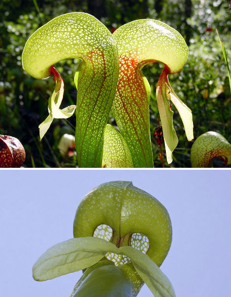 7-carnivorous-wonders-cobra-lily