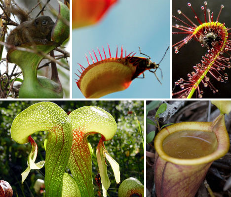7-carnivorous-wonders-main