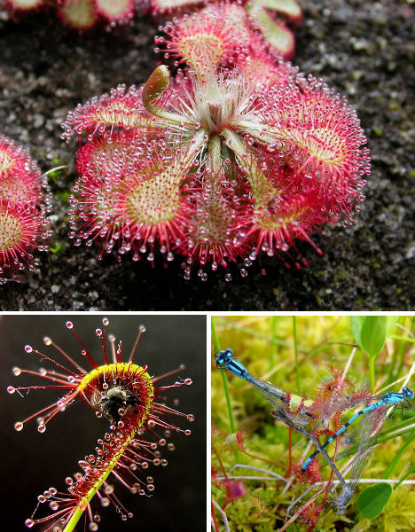 7-carnivorous-wonders-sundew-drosera