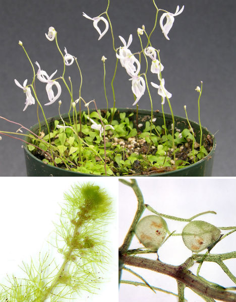 7-carnivorous-wonders-utricularia-bladder-trap