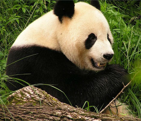 beneficial-bacteria-panda-poop