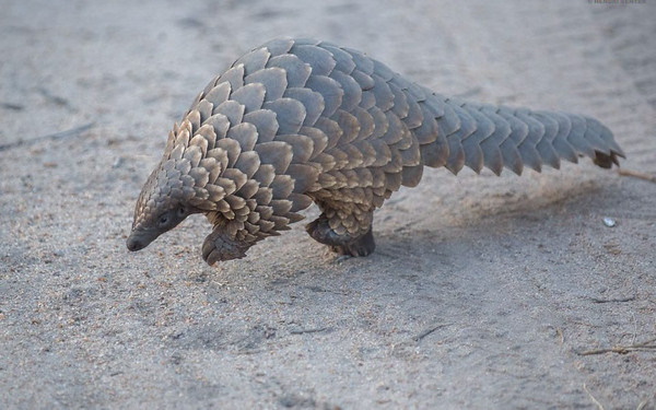 Hot Licks: The World’s 10 Most Amazing Anteaters
