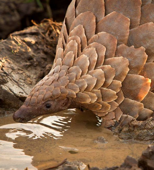 Hot Licks: The World’s 10 Most Amazing Anteaters