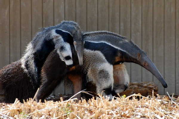 Hot Licks: The World’s 10 Most Amazing Anteaters