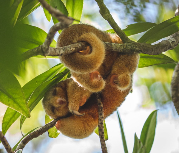 Hot Licks: The World’s 10 Most Amazing Anteaters