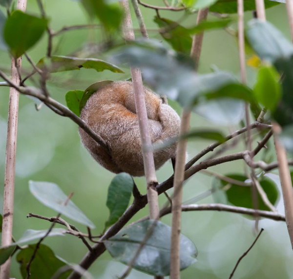Hot Licks: The World’s 10 Most Amazing Anteaters