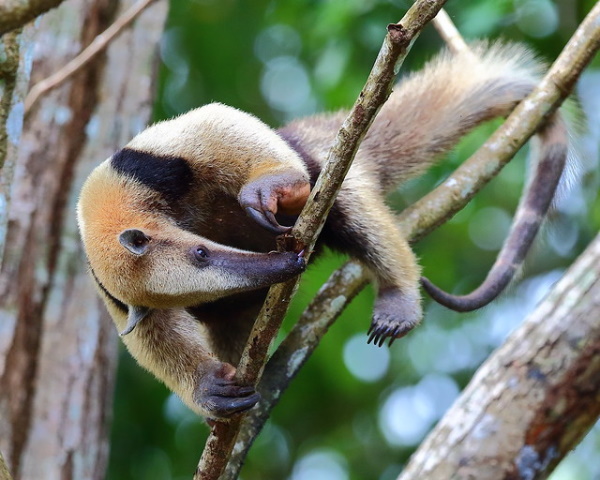 Hot Licks: The World’s 10 Most Amazing Anteaters
