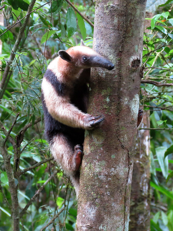 Hot Licks: The World’s 10 Most Amazing Anteaters