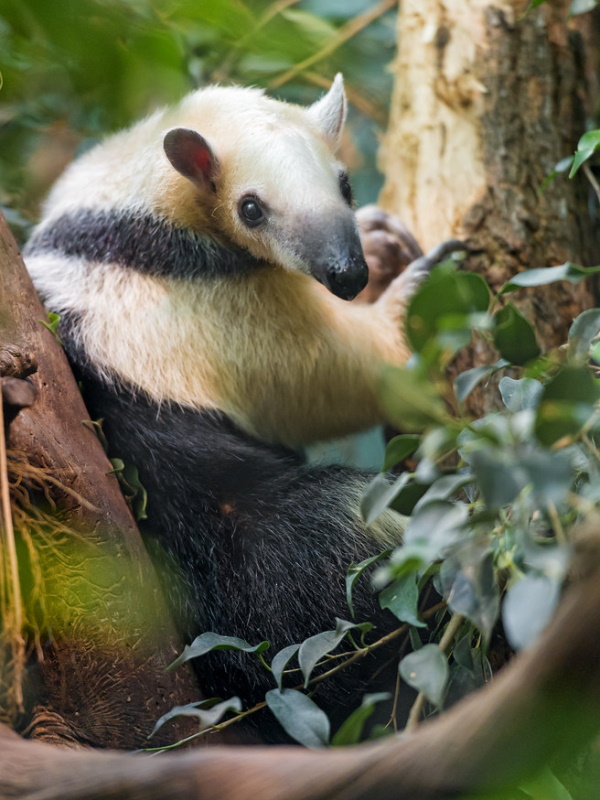 Hot Licks: The World’s 10 Most Amazing Anteaters