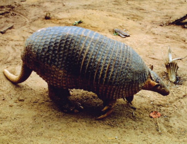 Hot Licks: The World’s 10 Most Amazing Anteaters