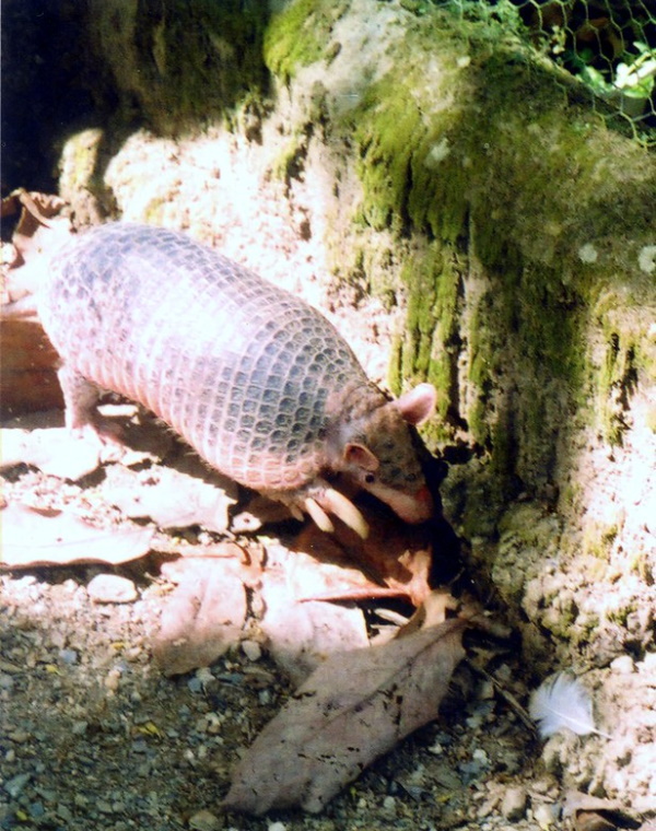 Hot Licks: The World’s 10 Most Amazing Anteaters