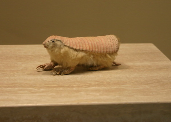 Hot Licks: The World’s 10 Most Amazing Anteaters