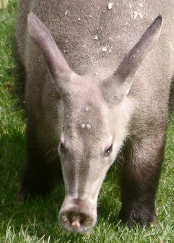 Hot Licks: The World’s 10 Most Amazing Anteaters