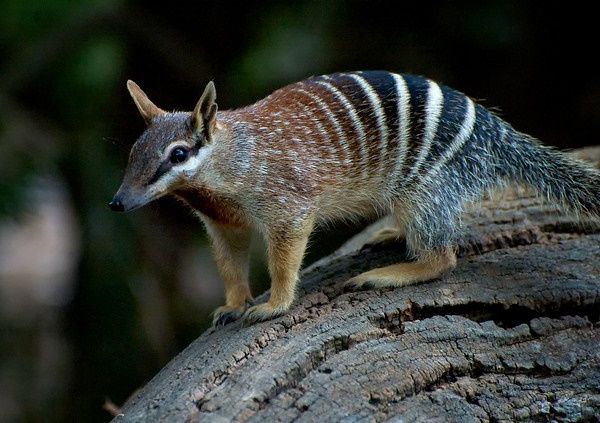 Hot Licks: The World’s 10 Most Amazing Anteaters