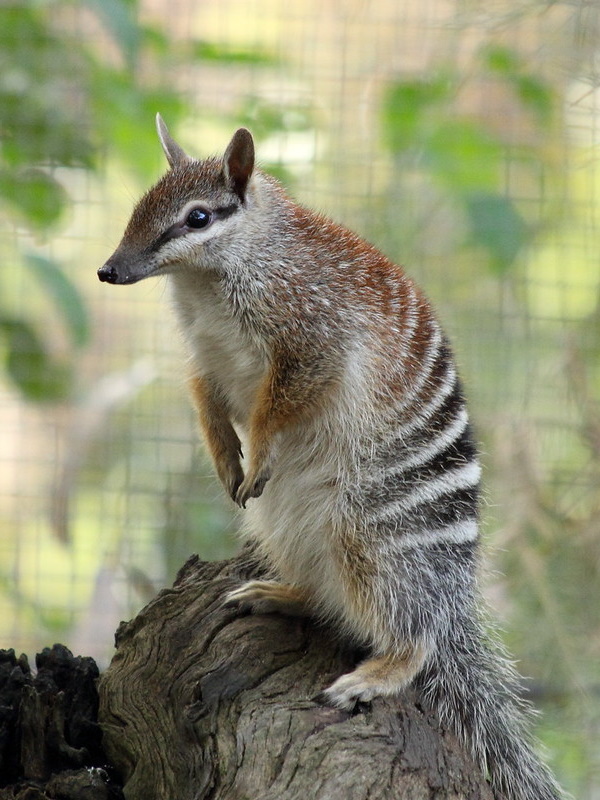 Hot Licks: The World’s 10 Most Amazing Anteaters