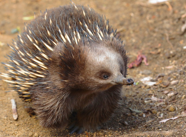 Hot Licks: The World’s 10 Most Amazing Anteaters