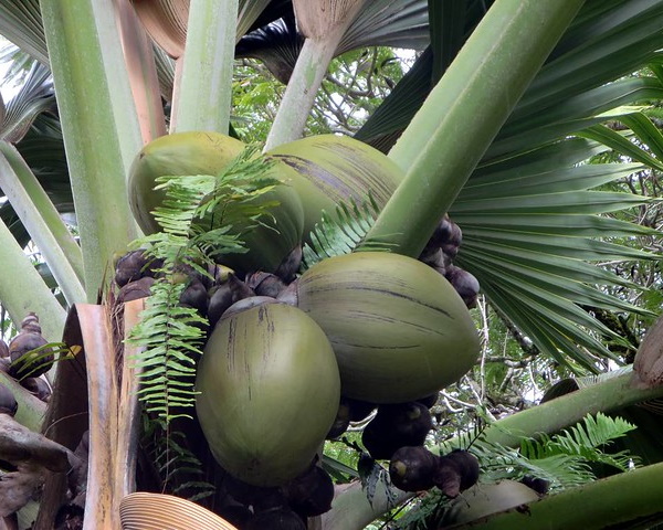 Crunch Time: The World’s 9 Most Unusual Nuts