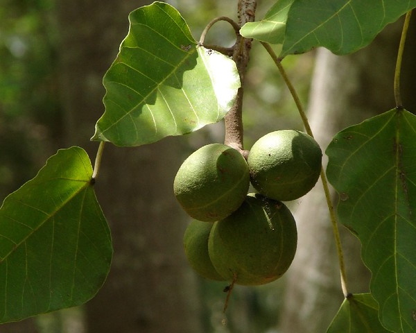 Crunch Time: The World’s 9 Most Unusual Nuts