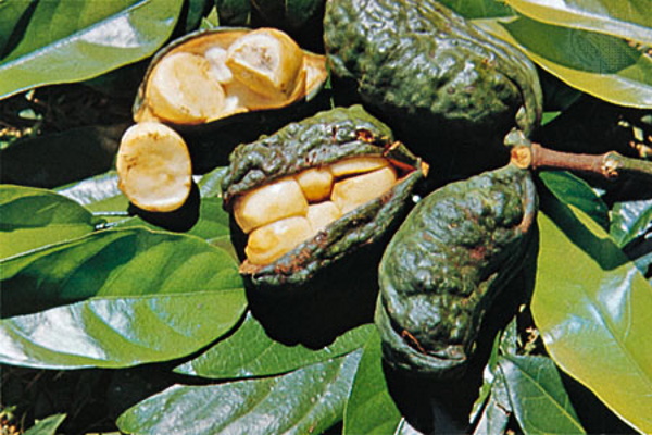 Crunch Time: The World’s 9 Most Unusual Nuts