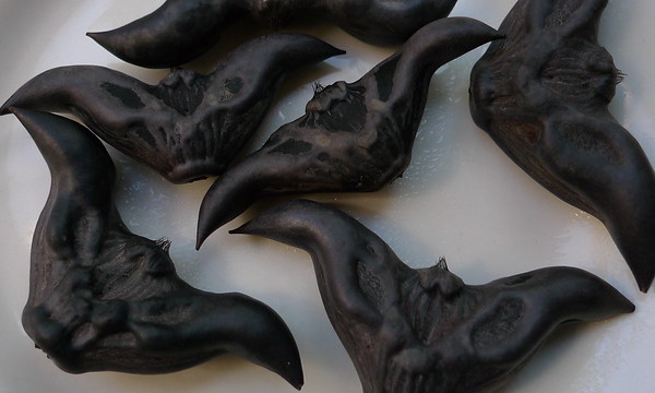 Crunch Time: The World’s 9 Most Unusual Nuts