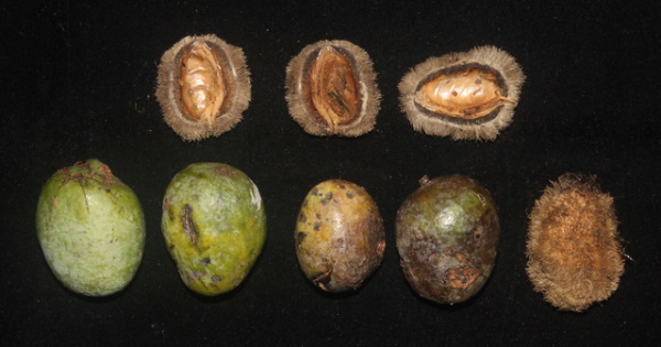 Crunch Time: The World’s 9 Most Unusual Nuts