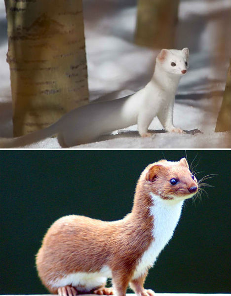 arctic-animals-ermine