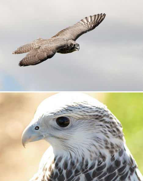 arctic-animals-gyrfalcon-1