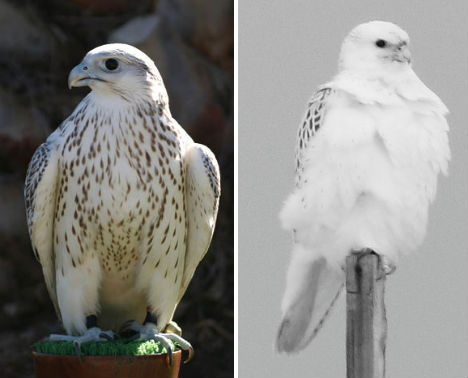 arctic-animals-gyrfalcon-2