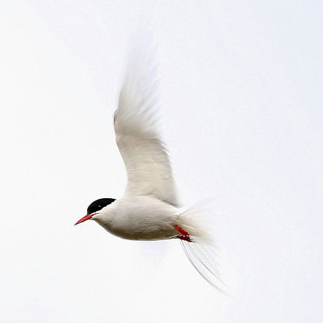 arctic-animals-tern-2