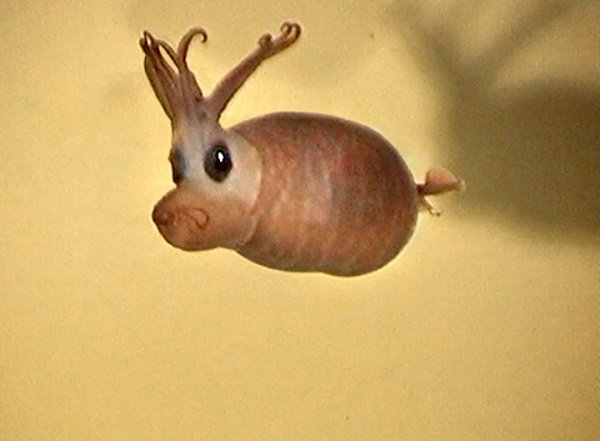 Armed & Fabulous: The World’s 8 Most Amazing Squids