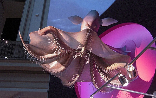 Armed & Fabulous: The World’s 8 Most Amazing Squids