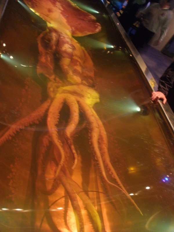 Armed & Fabulous: The World’s 8 Most Amazing Squids
