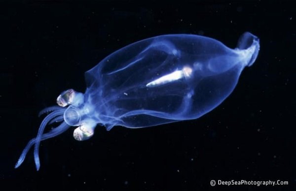 Armed & Fabulous: The World’s 8 Most Amazing Squids