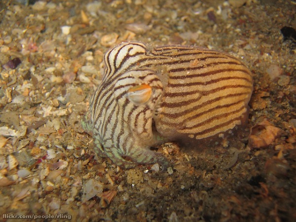Armed & Fabulous: The World’s 8 Most Amazing Squids