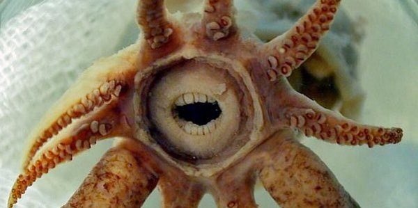 Armed & Fabulous: The World’s 8 Most Amazing Squids