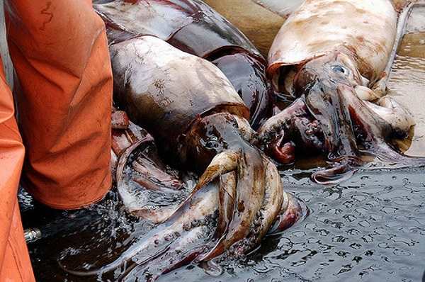 Armed & Fabulous: The World’s 8 Most Amazing Squids