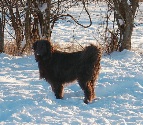 winter-signs-animal-fur-thicker