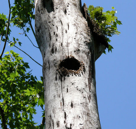 winter-signs-bees-tree