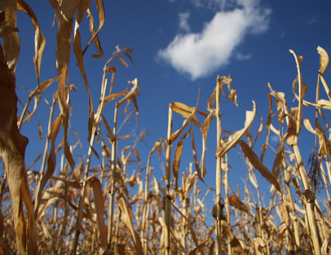 winter-signs-corn-husks