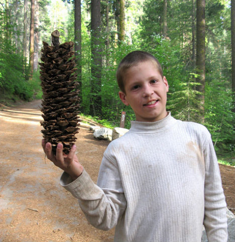 winter-signs-giant-pine-cone