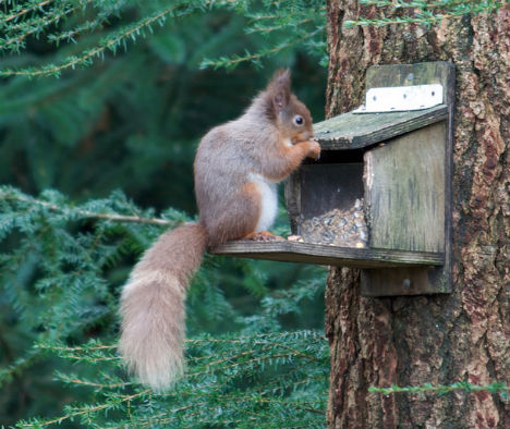 winter-signs-squirrel-activity