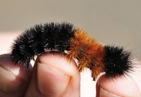 winter-signs-woolly-worm