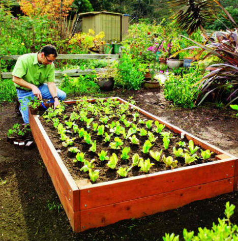 Raised Garden Beds Cedar Sunset