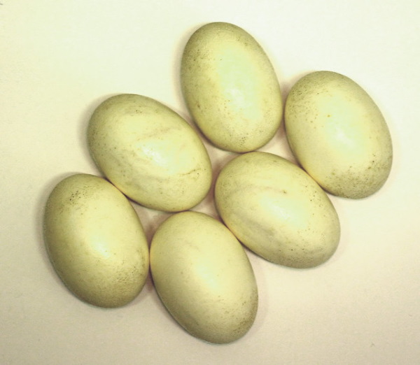 It’s No Yolk: 7 Amazing Edible Non-Chicken Eggs