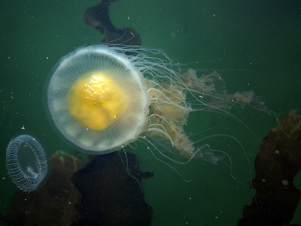 It’s No Yolk: 7 Amazing Edible Non-Chicken Eggs
