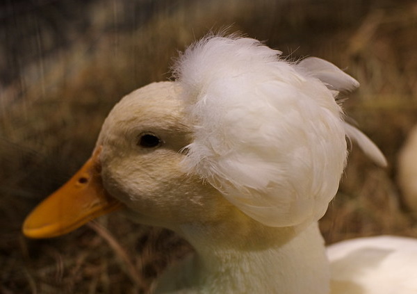 Quack Addiction: The World’s 7 Most Amazing Ducks